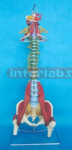 BIG MULTIFUNCTIONAL VERTEBRAE SYNTHESIS DEMONSTRATION MODEL